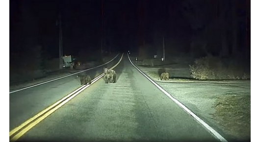 Автопилотот на Tesla го спаси возачот од мечка на автопат
