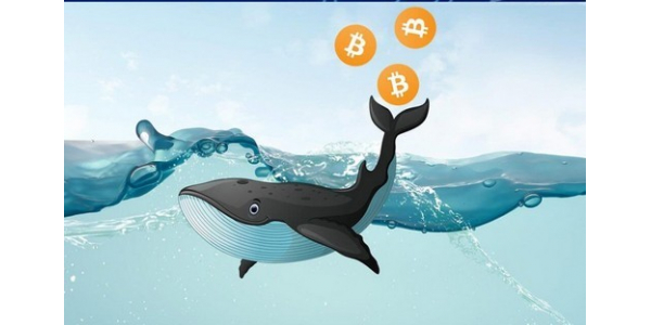 Како се формира цената на криптовалутите, кои се тие крипто-китови?